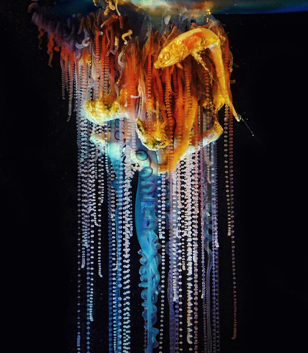 Portuguese man o' war