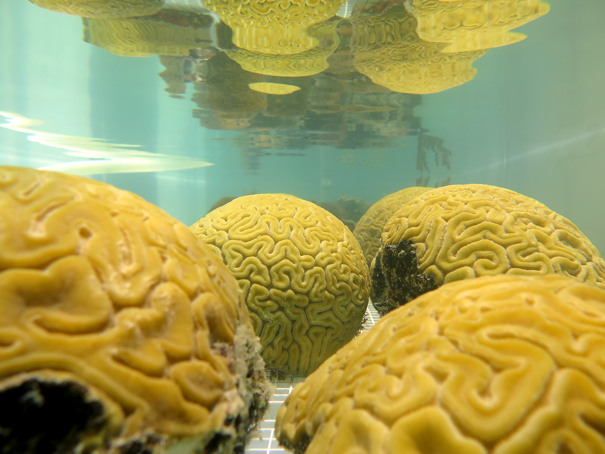 brain coral
